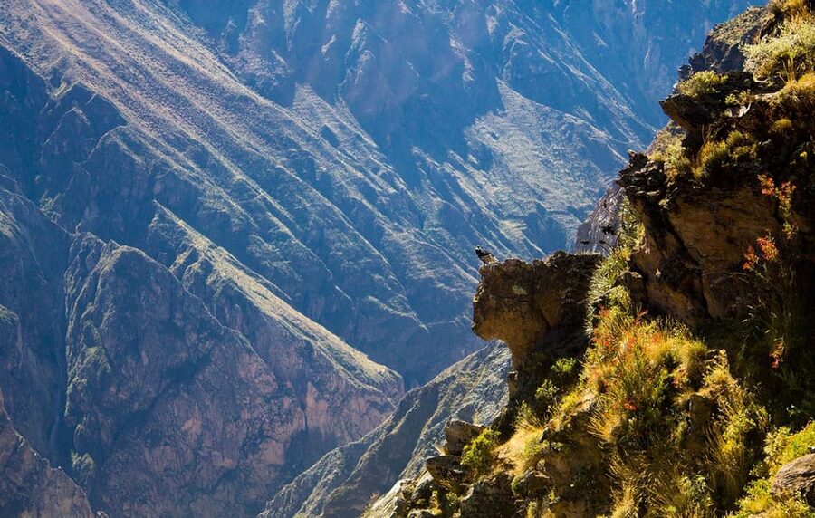 From Arequipa: Colca Valley & Thermal Baths Small-Group Trip - Guides, group size, and the feel of the day