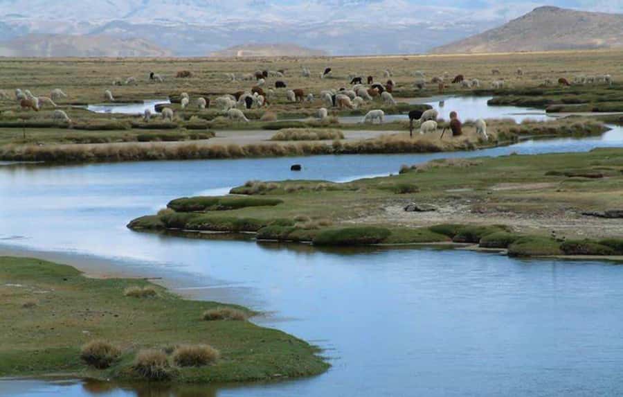 From Arequipa: Salinas Lagoon Full-Day Trip with Hot Springs - What the $49 price really covers