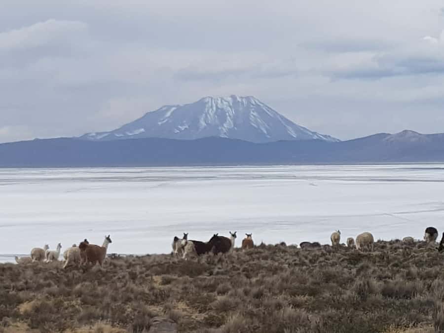 From Arequipa: Salinas Lagoon Full-Day Trip with Hot Springs - Chiguata church and a regional breakfast