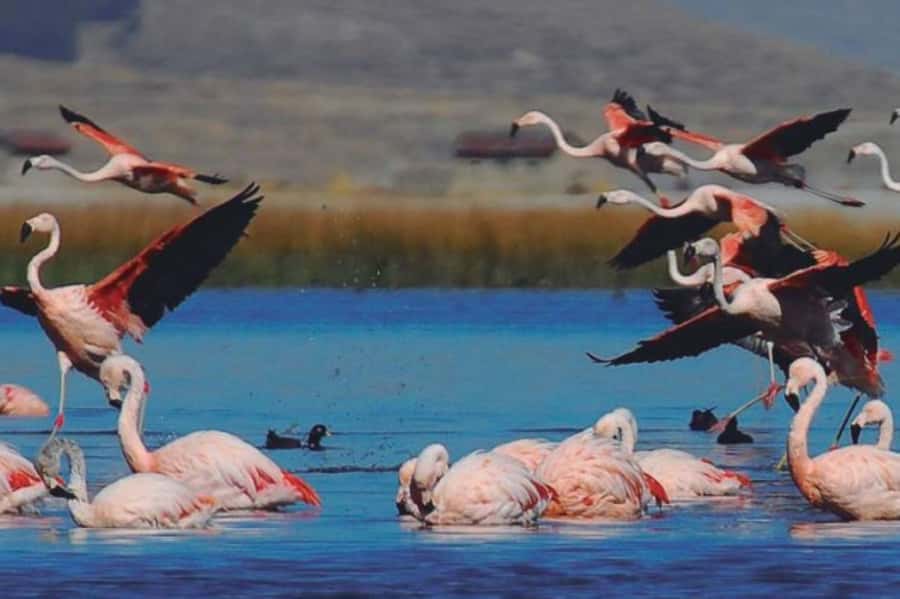 From Arequipa: Salinas Lagoon Full-Day Trip with Hot Springs - Salinas Lagoon and the salt-filled high country