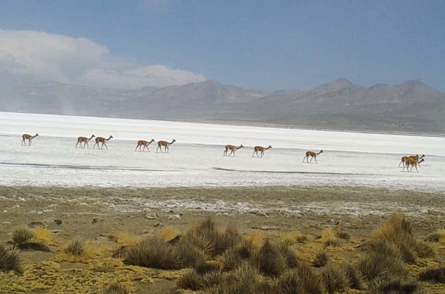 From Arequipa: Salinas Lagoon Full-Day Trip with Hot Springs - Lunch in Chiguata before the return drive