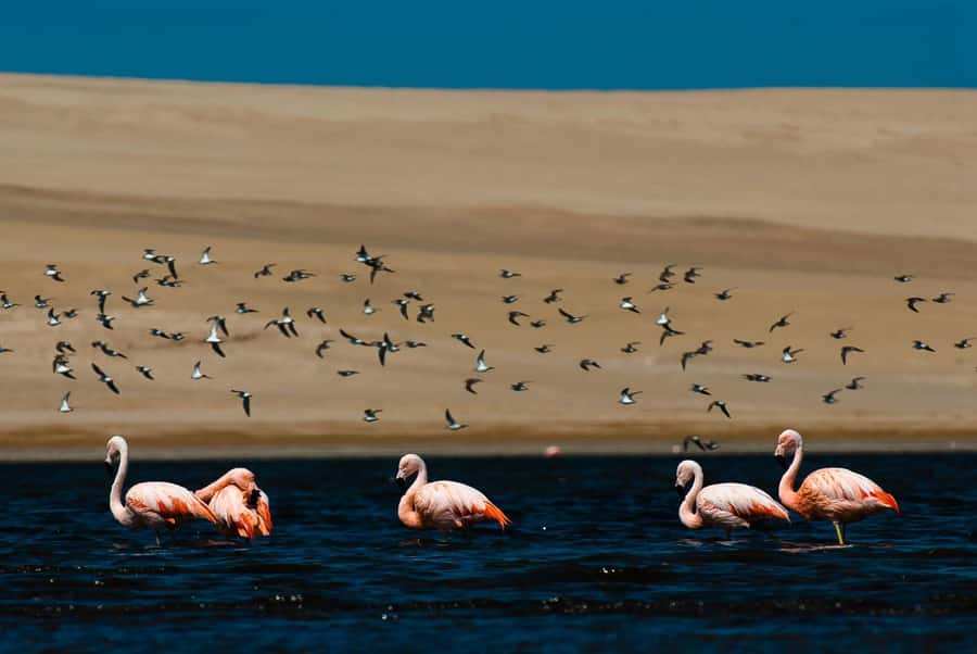 From Arequipa: Salinas Lagoon Full-Day Trip with Hot Springs - The guide can shape the whole day