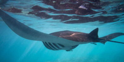 4-Day Surf and Yoga Retreat in Nusa Lembongan