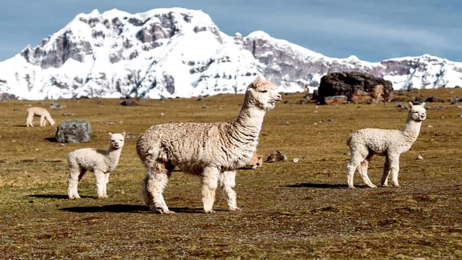 From Cusco: 7 Lagoons of Ausangate Trek with Hot Springs - The seven lagoons, from Azulcocha to Q’omercocha