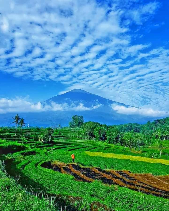 From Jakarta : Volcano, Tea & Rice Fields, Hot Spring - Key details before you book