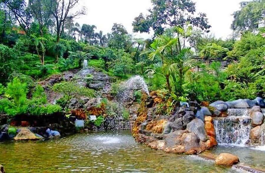 From Jakarta : Volcano, Tea & Rice Fields, Hot Spring - Tea fields on the volcanic slopes