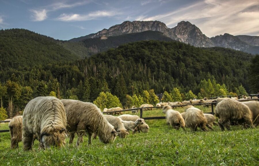 From Krakow: Zakopane & Hot Thermal Springs Private Tour - Chochołów, a village of wooden homes and quick photographs