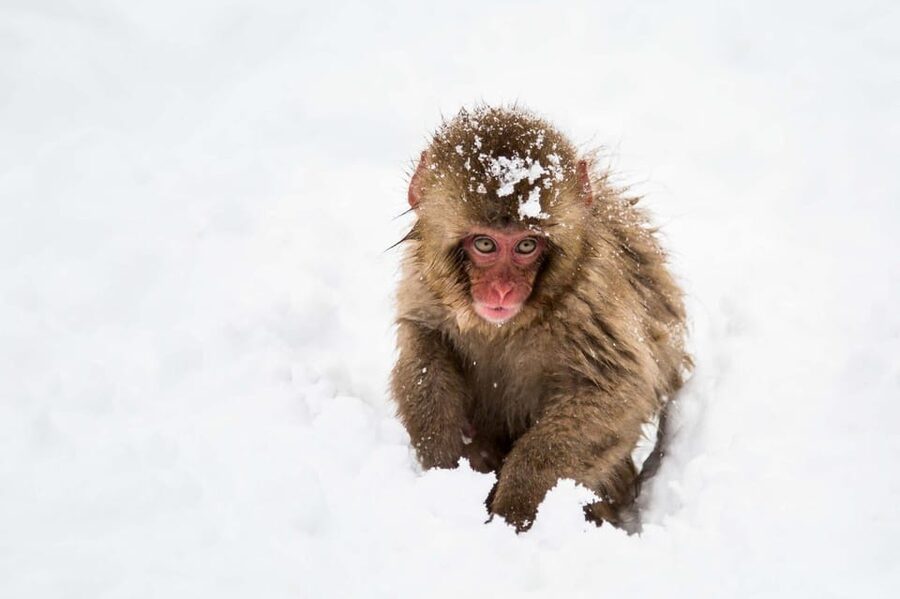 From Nozawa Onsen: Snow Monkeys and Zenko-ji Day Trip & Sake - Why the snow monkeys are worth the journey