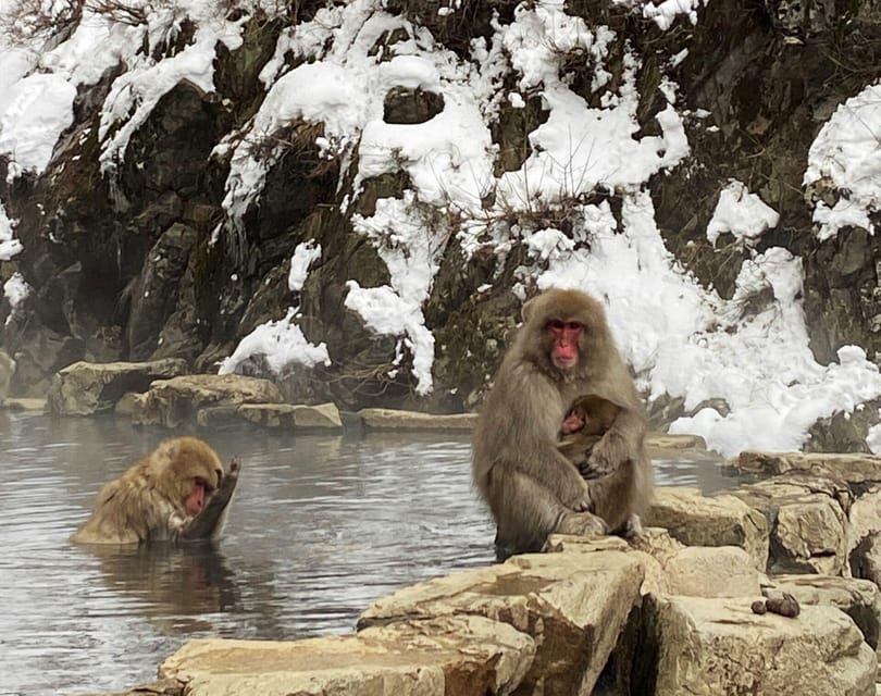 From Nozawa Onsen: Snow Monkeys and Zenko-ji Day Trip & Sake - Who will enjoy this full winter day