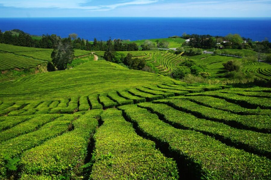 From Ponta Delgada: Lagoa do Fogo & Hot Springs Day Trip - Caldeira Velha and the hot spring decision