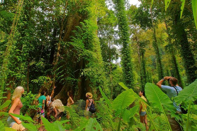 Full-Day Jungle Tour Including Tiger Cave Temple, Crystal Pool and Krabi Hot Springs - Tiger Cave Temple and the 1,237-step test