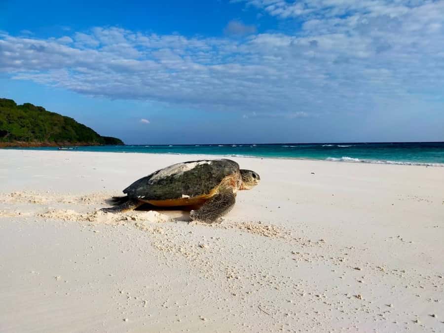Full-Day Khaolak Highlights & Spa - A full day that mixes animals, water, culture, and rest