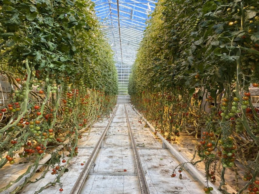 Golden circle, hot spring bakery, tomato farm private tour - Baking rye bread with geothermal heat