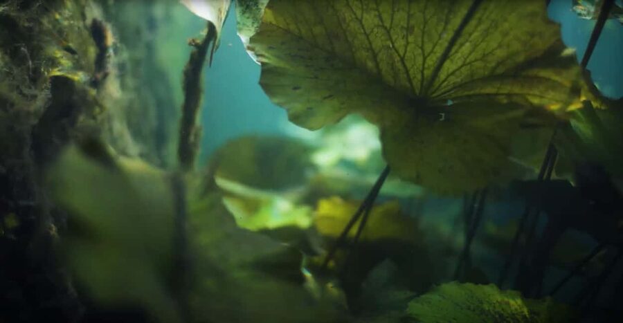 Hévíz Wellness Escape: Thermal Lake Day Trip from Budapest - The two-hour ride west from Budapest