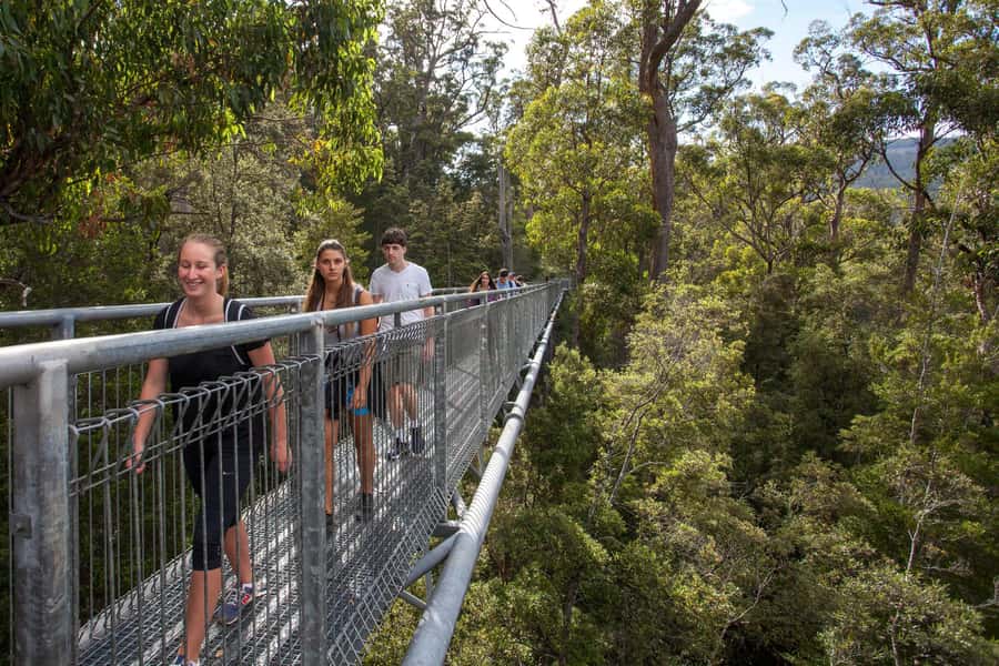 Hobart: Tahune Airwalk, Hastings Cave, Thermal Springs Tour - Choosing between the swinging bridges and Huon Pine Walk