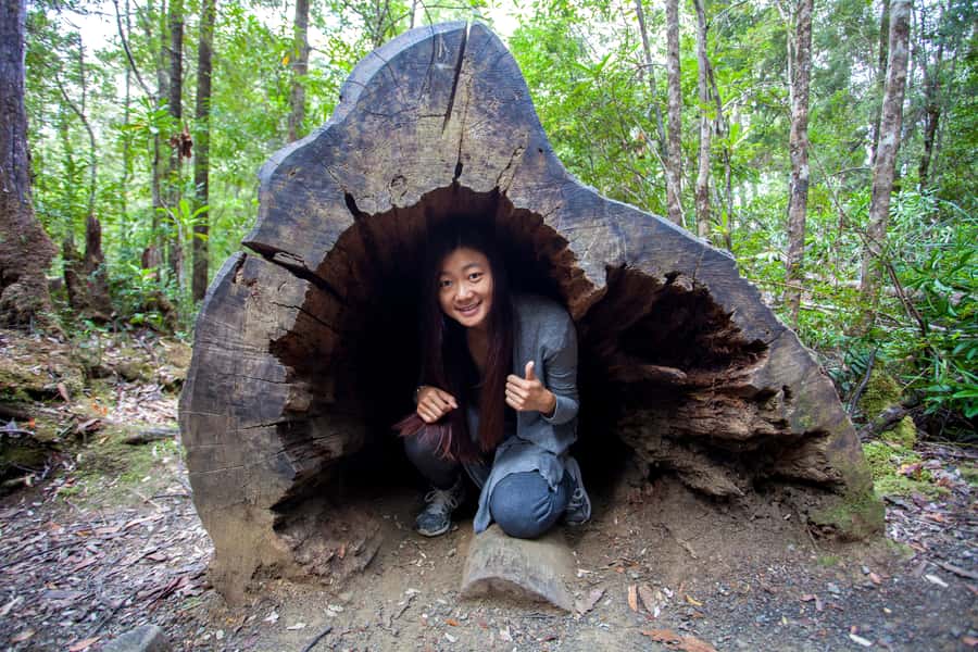 Hobart: Tahune Airwalk, Hastings Cave, Thermal Springs Tour - From Hobart through the Huon Valley