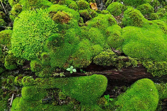Hot Springs NP Self Guided Driving and Walking Audio Tour - Key points to know before you go