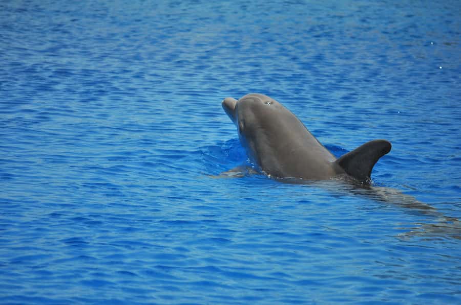 Hurghada: All-Inclusive Elite VIP Dolphin House & Massage - Key points to know before booking