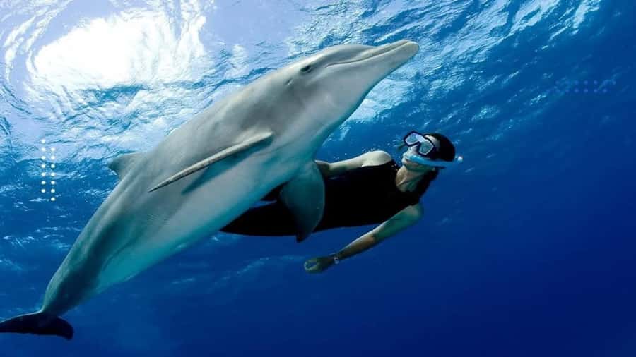 Hurghada: All-Inclusive Elite VIP Dolphin House & Massage - Finding dolphins in their natural home