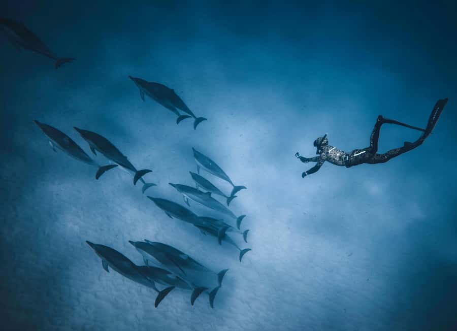 Hurghada: All-Inclusive Elite VIP Dolphin House & Massage - Who should book this excursion