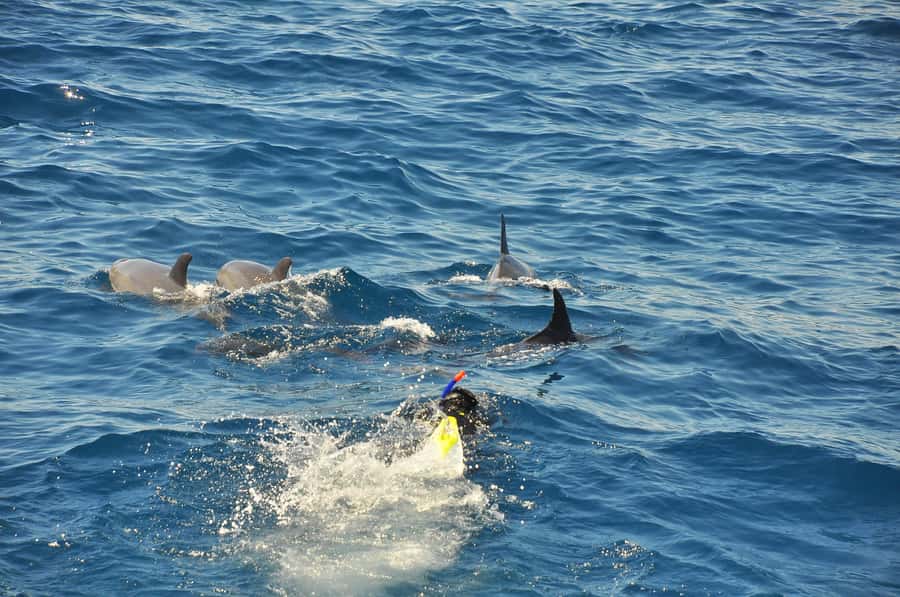 Hurghada: All-Inclusive Elite VIP Dolphin House & Massage - Should you book the Royal Cruise Hurghada trip?