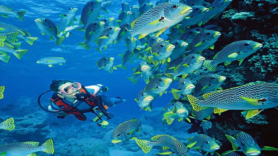 Hurghada:Luxury Diving & Snorkeling inc/Island/Lunch/Massage - Orange Bay sightseeing and photo time