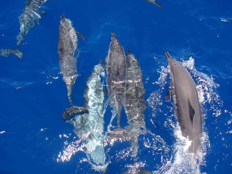 Hurghada: Snorkeling 6 x 1 to Orange Bay w Diving & Massage - Why the early Orange Bay stop matters
