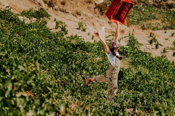Ikaria Longevity, Family Winery & Wellness - The small-group setup and practical pace