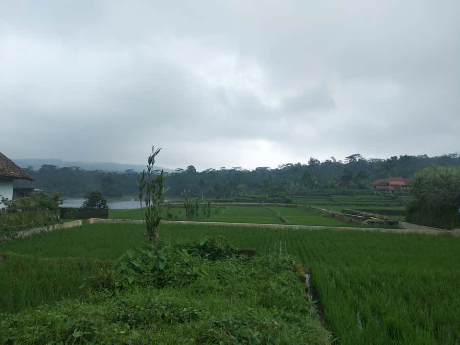 Jakarta: Volcano, Hot Spring, Tea, Rice Fields, &Coffee tour - Key points at a glance
