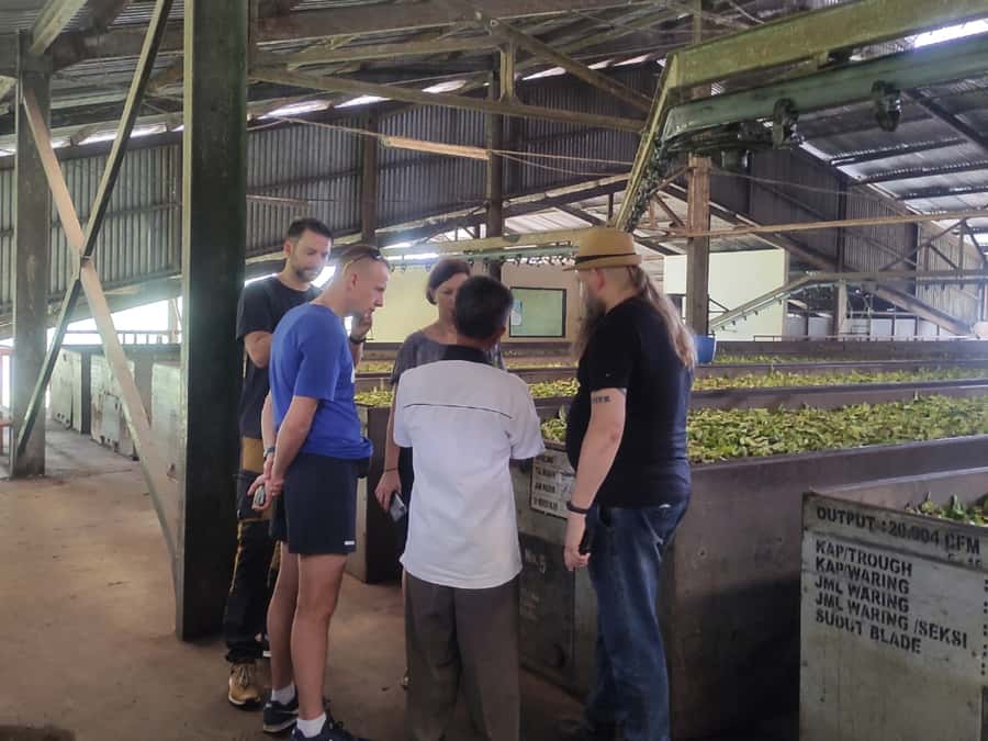 Jakarta: Volcano, Hot Spring, Tea, Rice Fields, &Coffee tour - Guide service and the private-group advantage