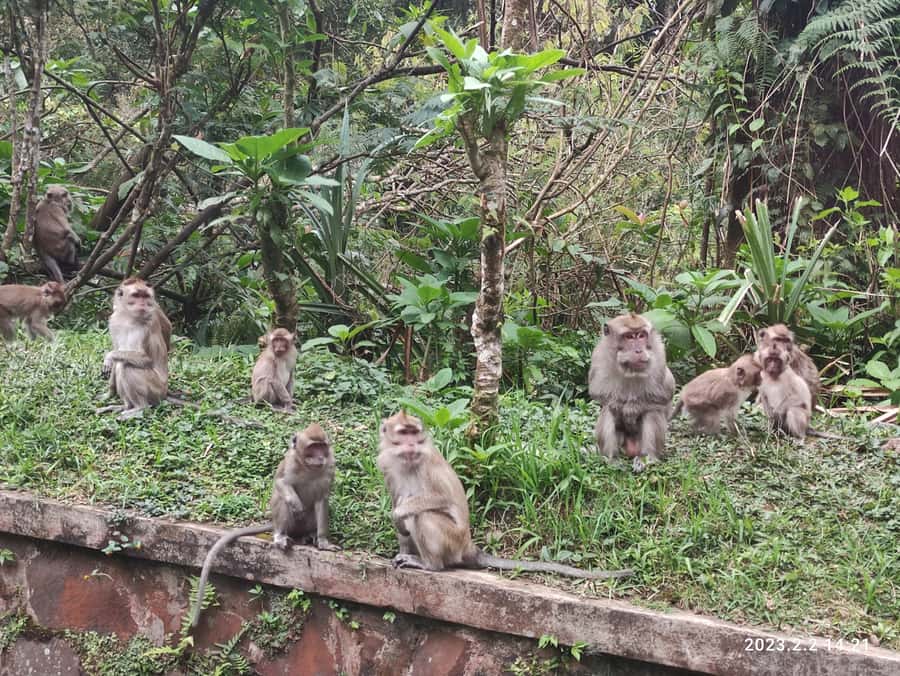 Jakarta: Volcano, Hot Spring, Tea, Rice Fields, &Coffee tour - Tangkuban Perahu, the day’s main attraction
