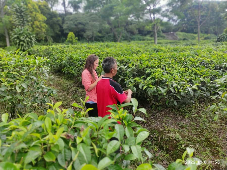 Jakarta: Volcano, Hot Spring, Tea, Rice Fields, &Coffee tour - Lembang lunch and a practical pause