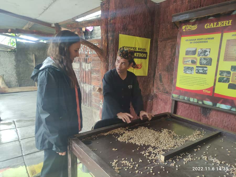 Jakarta: Volcano, Hot Spring, Tea, Rice Fields, &Coffee tour - Luwak coffee at Cikole