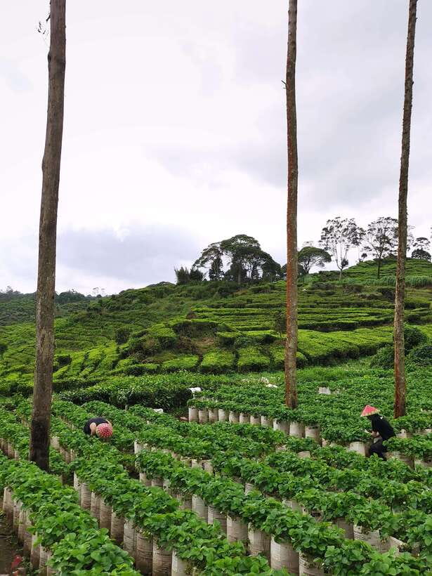 Jakarta: Volcano or Suspension Bridge,Ricefield & Hot Spring - Rengganis hot springs after the road and walking