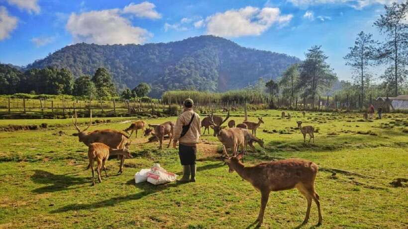 Jakarta: Volcano or Suspension Bridge,Ricefield & Hot Spring - Tangkuban Perahu and the Sangkuriang story