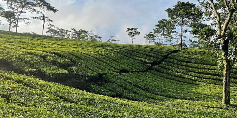 Jakarta: Volcano, Tea/Rice Fields, Hot Spring, Local Food - Rice fields and working farmland