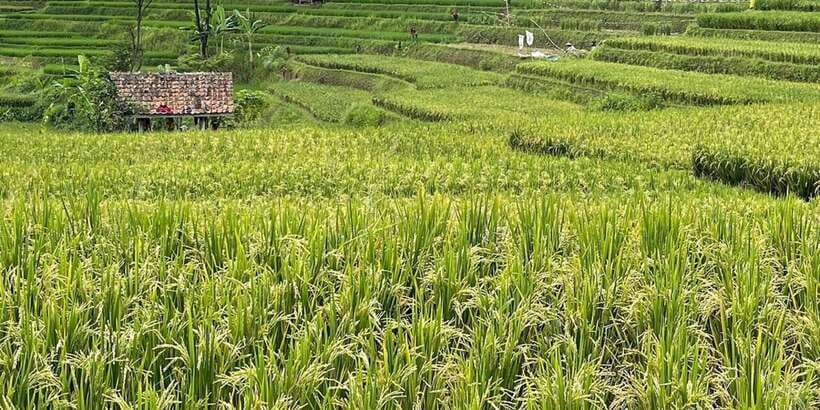 Jakarta: Volcano, Tea/Rice Fields, Hot Spring, Local Food - Coffee and the Kopi Luwak stop