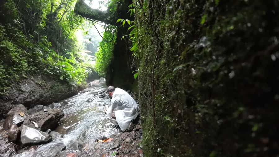 Jakarta: Waterfalls, Volcano, White Crater, Tea, Hot Spring - Tea plantations and the prettiest photo stop
