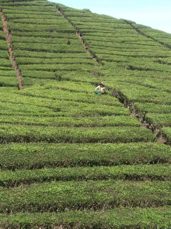 Jakarta: Waterfalls, Volcano, White Crater, Tea, Hot Spring - What the long drive from Jakarta really means