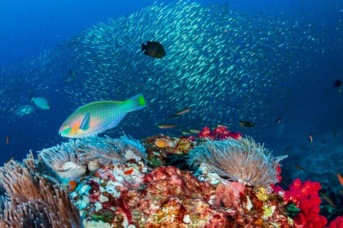 Kayak & Snorkel Champagne Bay, Farm Visit & Hot Springs Soufriere - Bambooze Sulphur Baths and a warm finish