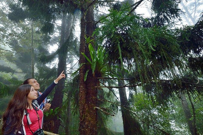 Kinabalu Park Tour with Desa Dairy Farm & Poring Hot Springs - Is $124.82 a fair price?