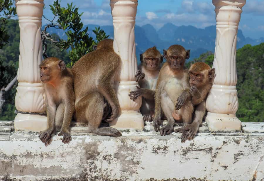 Ko Lanta: Private Tiger Cave, Hot Spring & Emerald Pool Tour - The real cost of this day trip