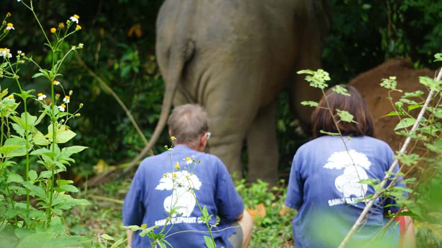 Koh Samui: Half-Day Ethical Elephant Sanctuary with Mud Spa - Who should book this Koh Samui outing?
