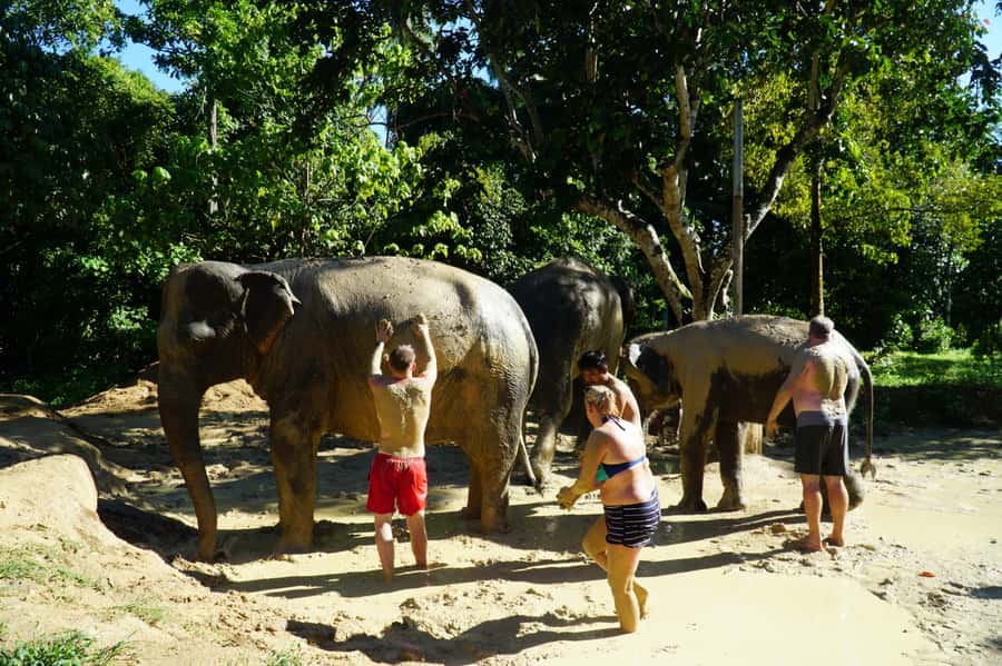 Koh Samui: Half-Day Ethical Elephant Sanctuary with Mud Spa - Preparing elephant food and meeting the mahouts