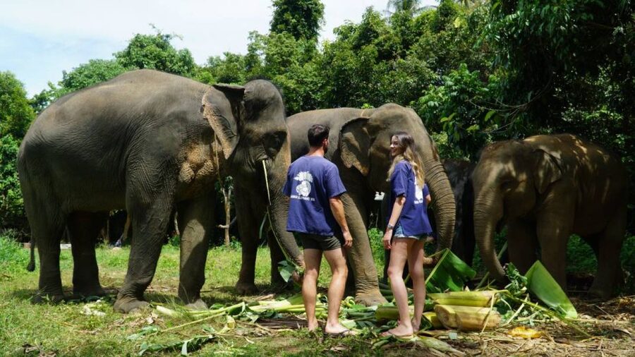 Koh Samui: Half-Day Ethical Elephant Sanctuary with Mud Spa - The mud spa and river washing
