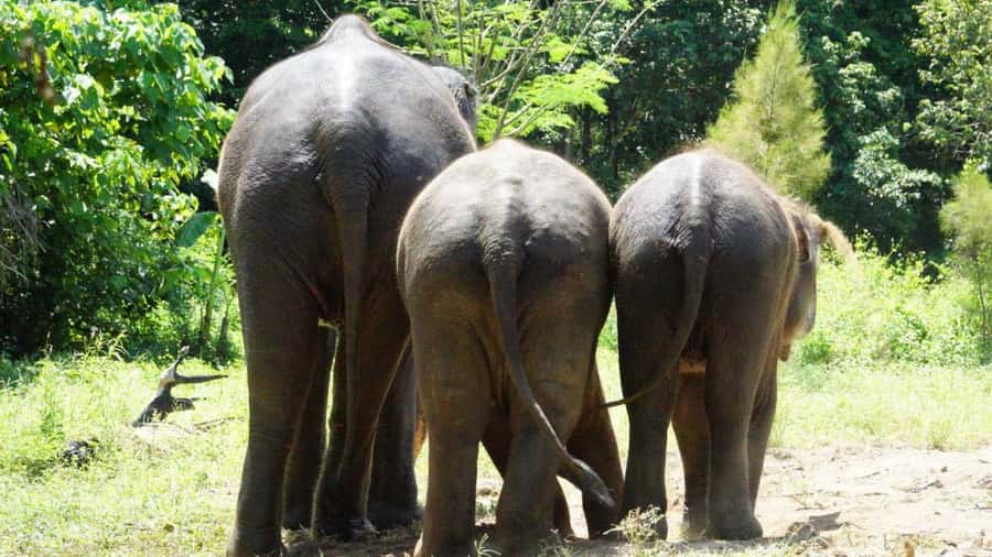 Koh Samui: Half-Day Ethical Elephant Sanctuary with Mud Spa - Is $80 good value for four hours?