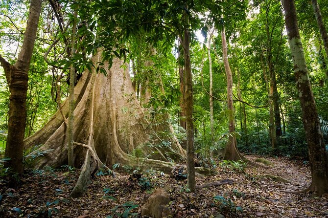 Krabi Jungle Adventure: Emerald Pool, Hot Springs & ATV - The ATV ride through the forest