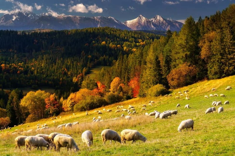 Krakow: Zakopane and/or Thermal Baths Experience - What the day feels like in different seasons