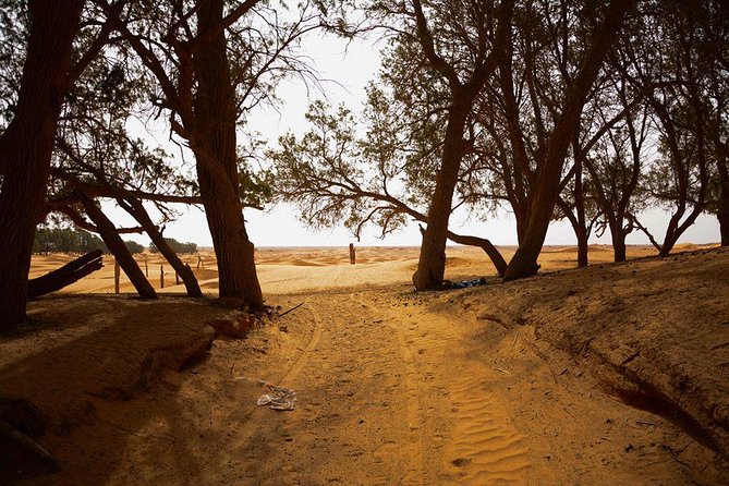 Ksar Ghilane 1 day: The hot spring and the homestay - Toujane: a ten-minute photo stop