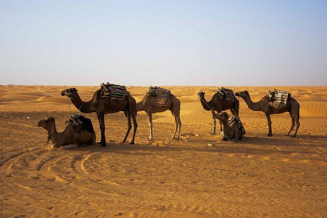 Ksar Ghilane 1 day: The hot spring and the homestay - Lunch, comfort, and what to bring